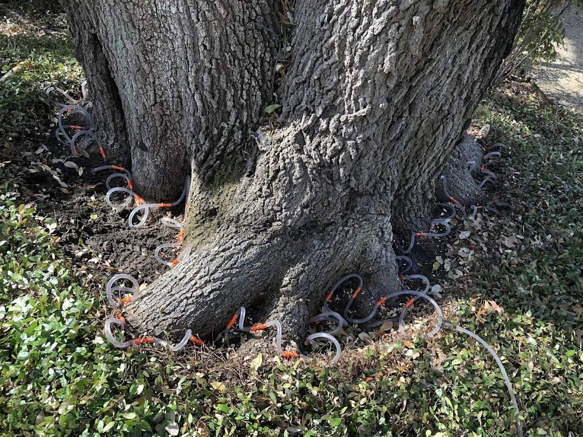 Detailed Tree Cabling and Bracing job site in The Sea Ranch