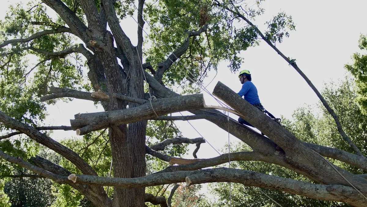 Professional Crown Thinning performed by certified arborists in The Sea Ranch